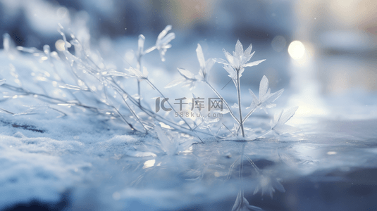 霜降背景图片_冬季冰雪植物雪景背景15