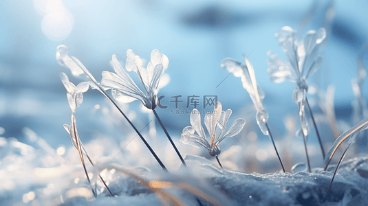 霜降背景图片_冬季冰雪植物雪景背景14