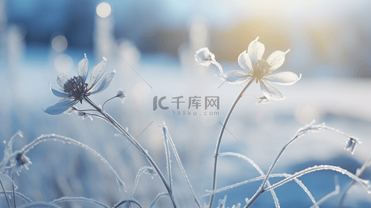 霜降背景图片_冬季冰雪植物雪景背景1