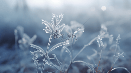 冬季冰雪植物雪景背景21