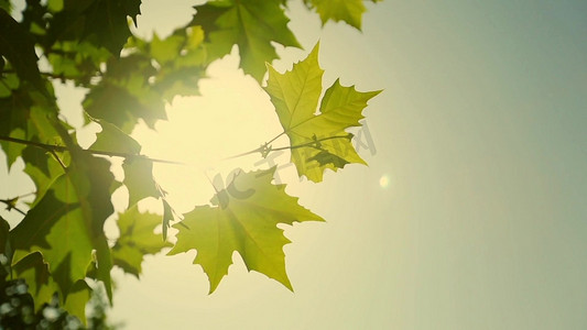 光透过树叶摄影照片_1080夏日午后温暖的光透过树叶实拍