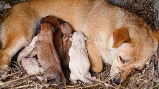 小奶狗摄影照片_狗狗喂奶新出生的小狗