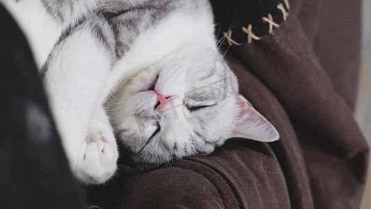 睡觉小猫咪摄影照片_宠物猫动作睡觉可爱生活