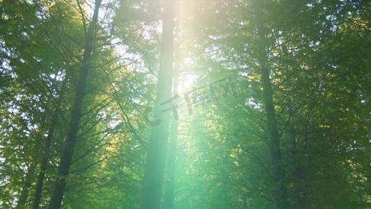 透光摄影照片_金色阳光透过树林唯美实拍1080