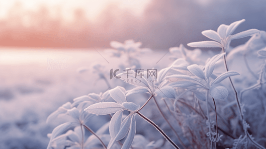 白色霜降植物背景100