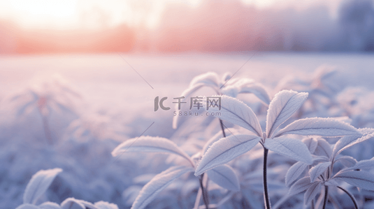 白色霜降植物背景19