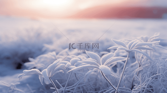 霜降背景图片_白色霜降植物背景1