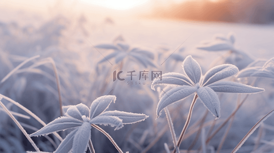 霜降背景图片_白色霜降植物背景8