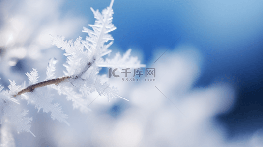 蓝色大寒背景图片_蓝色冬天松枝上的冰晶冰花雾凇背景