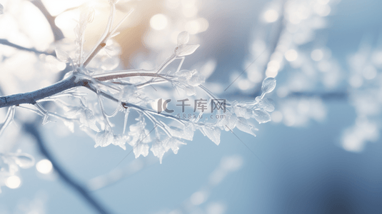 雪花冬背景图片_蓝色冬天松枝上的冰晶冰花雾凇背景