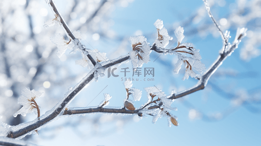 蓝色冰晶背景图片_蓝色冬天松枝上的冰晶冰花雾凇背景