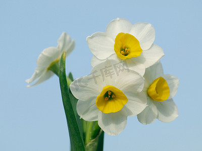 水仙花开花图