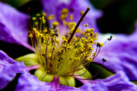 紫金花紫兰花