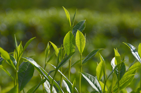 茶叶茶山摄影照片_海南白沙绿茶园