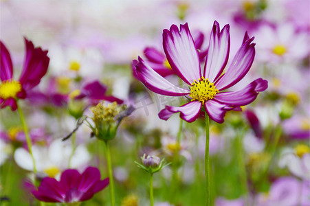 格桑花开特写