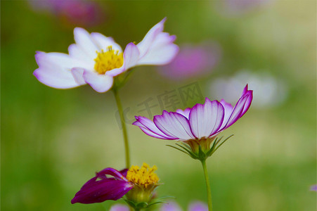 花开摄影照片_格桑花开特写