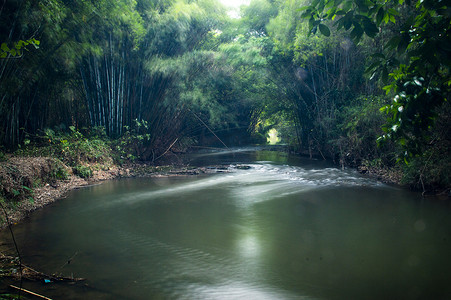 竹叶竹枝摄影照片_竹林背景竹子素材