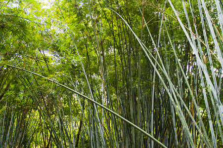 竹叶竹枝摄影照片_竹林背景竹子素材