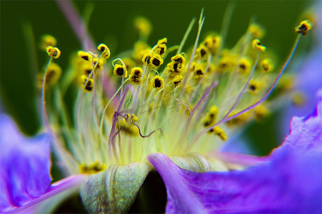 金花菜水芹百合摄影照片_紫金花紫兰花