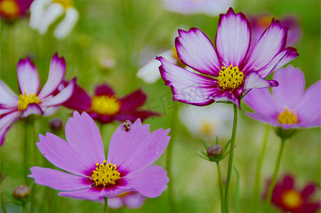 格桑花开特写