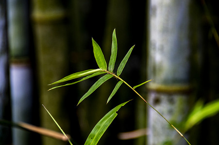 竹林背景竹子素材