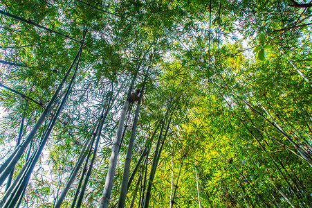 绿背景摄影照片_竹林背景竹子素材