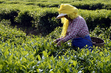 海南白沙绿茶采茶的茶农