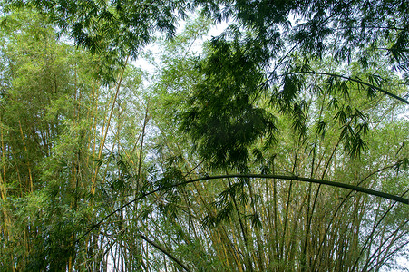 竹林背景竹子素材