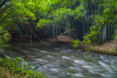 竹林背景竹子素材