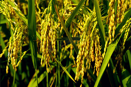 稻子摄影照片_稻田的稻穗图
