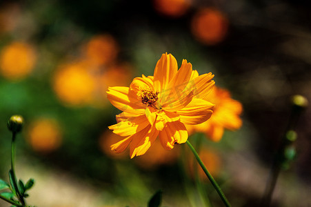 格桑花开特写