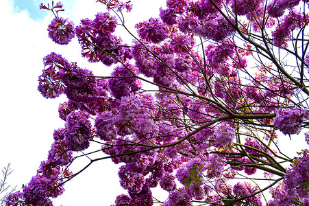 紫花风铃木花