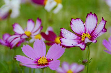 格桑花开特写