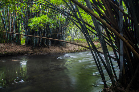 竹林背景竹子素材