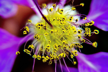 金花菜水芹百合摄影照片_紫金花紫兰花