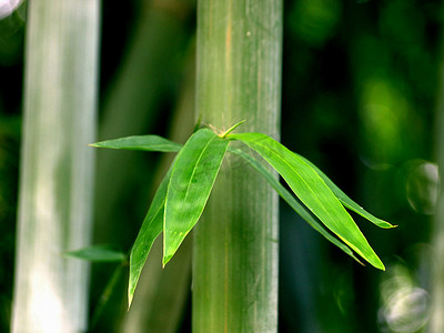 竹叶竹枝摄影照片_竹林背景竹子素材