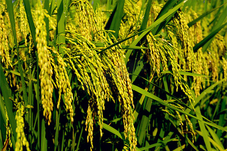 稻田的稻穗图