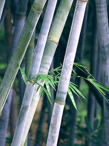 竹林背景竹子素材