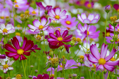 格桑花开特写