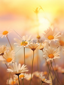 8花朵背景图片_雏菊日落背景唯美花朵8
