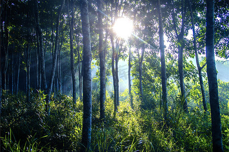 海南橡胶树橡胶树林