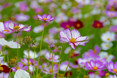 格桑花开特写