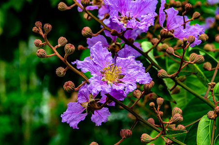 紫金花紫兰花