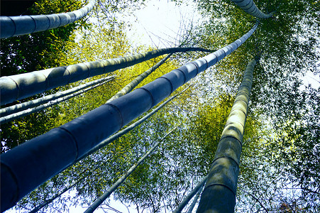 竹叶竹枝摄影照片_竹林背景竹子素材