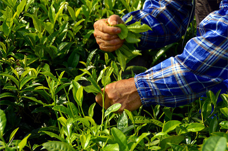 茶叶茶山摄影照片_海南白沙绿茶采茶的茶农
