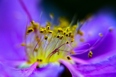 金花菜水芹百合摄影照片_紫金花紫兰花