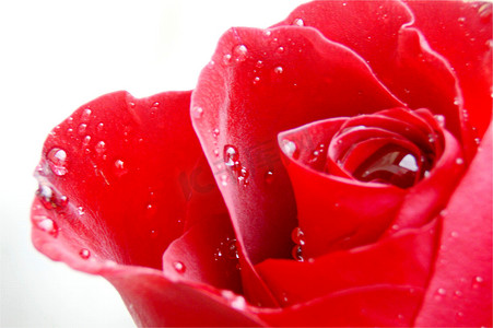 生日快乐摄影照片_鲜花玫瑰红玫瑰