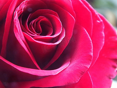 玫瑰红玫瑰素材