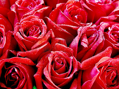 瑰玫摄影照片_鲜花玫瑰红玫瑰