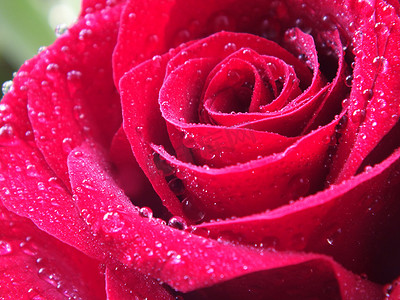 玫瑰背景素材摄影照片_玫瑰红玫瑰素材